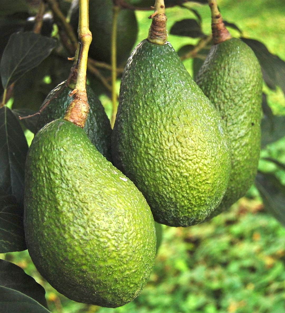 Avocatier-1