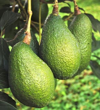 Avocatier-1