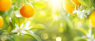 Banniere-Oranges