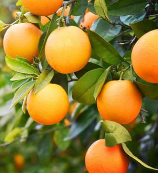 Oranges
